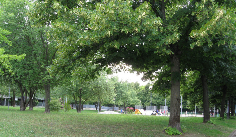 “Regala un albero alla tua città!”