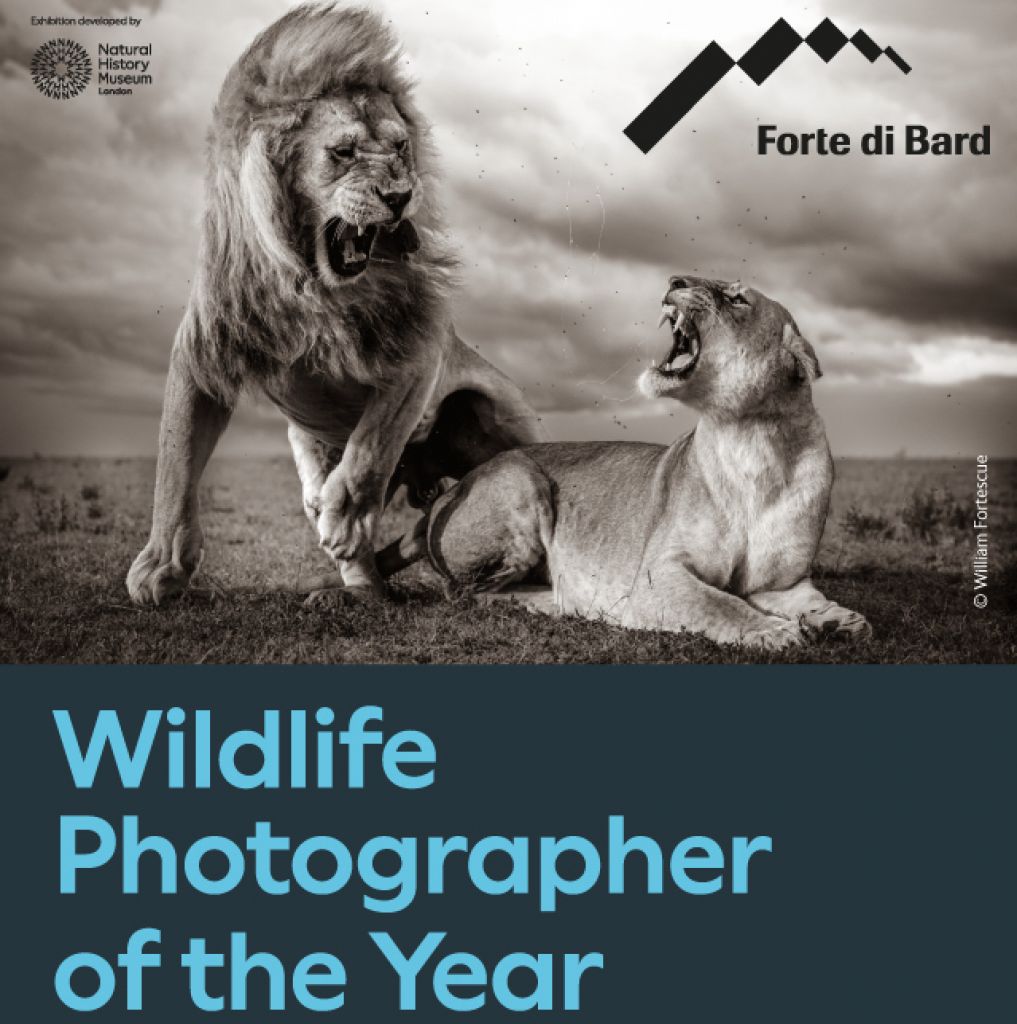 Wildlife Photographer of the Year